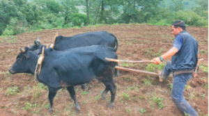 प्रचण्ड सरकारको अर्को लोकप्रिय कदम-किसानलाई मासिक २५ सय रुपैया पेन्सन