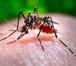 स्वास्थ्य टीप्स – डेंगु के हो र कसरि बच्न सकिन्छ ?