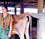 दूध र गोबर बेचेर वार्षिक २० लाख रुपियाँ आम्दानी गर्दै स्नातकोत्तर दम्पती