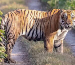 विश्व बाघ दिवस : सङ्ख्या बढेर तेब्बर, व्यवस्थापनमा चुनौती