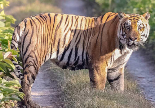 विश्व बाघ दिवस : सङ्ख्या बढेर तेब्बर, व्यवस्थापनमा चुनौती