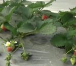 झापामा स्ट्रबेरीको व्यावसायिक खेती शुरु