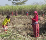 चिनी मिल र उखु किसानको समस्या चाडै समाधान हुन्छ : मन्त्री भट्ट