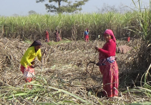 चिनी मिल र उखु किसानको समस्या चाडै समाधान हुन्छ : मन्त्री भट्ट