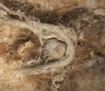 फ्रान्सको एउटा गुफामा ५० हजार वर्ष पुरानो डोरी भेटियाे