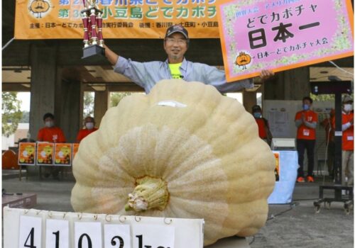 जापानमा फल्यो ४ सय १०  किलोको फर्सी