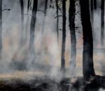जलवायु परिवर्तनका कारण जंगलको डढेलोमा बृद्धि : अध्ययन