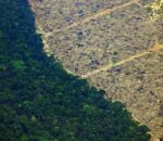 अमेजनको जंगल फडानी १५ वर्ष यताकै तीब्र