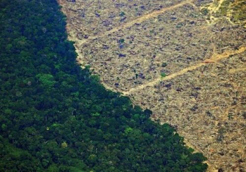 अमेजनको जंगल फडानी १५ वर्ष यताकै तीब्र